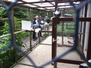 Beeld van het hokbezoek van Zorg en Genot uit Raalte bij sierduiven van Henk Snijders.