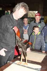 Harald Asbreuk bekijkt de oude maleier haan waarmee hij een hoofdprijs won op de rammen- hanen en caviashow in Ommen. Foto: Jan Borger