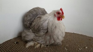 De fraaiste cochin hen in de kleurslag bobtail op de internationale cochindag, inzender: Marian en Gerard Bos.