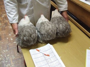 Trio fraaie cochin hennen in de kleurslag bobtail, van Marian en Gerard Bos