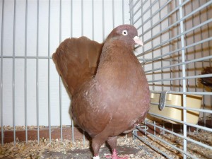 Jonge doffer, Oosterse roller, rood, 96 punten op de Keistadshow. Foto: Familie Jorink