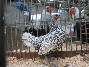 De fraaiste sebright op de Grenslandshow is deze hen van Johnny Korte. Foto: Tom van den Berg