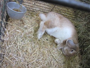 Nederlandse hangoor dwerg ontspant zich even op de Grenslandshow. Foto: Tom van den Berg