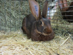 Belgische haas, 1F (96,5 punten), jonge ram van Harald Asbreuk. Foto: Tom van den Berg